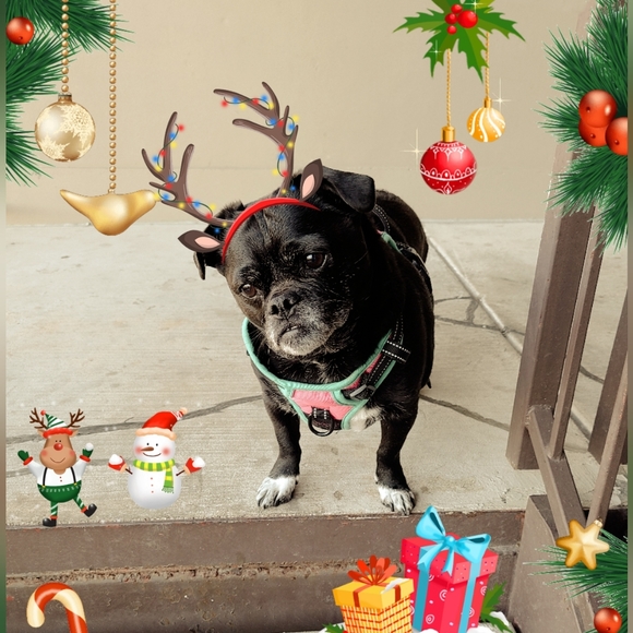 Meet your Posher, Melanie (Violet). - Picture 3 of 16